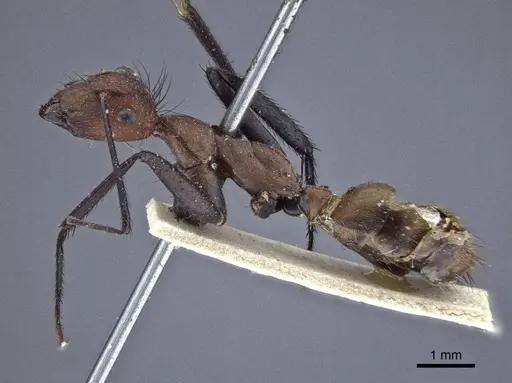 Camponotus mocsaryi specimen CASENT0916630 image casent0916630_3
