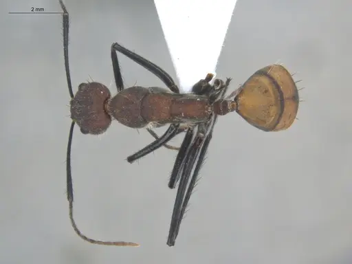 Camponotus mocsaryi specimen ECOFOG-TR17-0260-02 image ecofog-tr17-0260-02_1