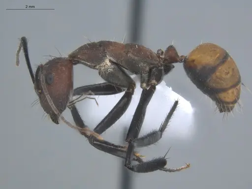 Camponotus mocsaryi specimen ECOFOG-TR17-0260-02 image ecofog-tr17-0260-02_3