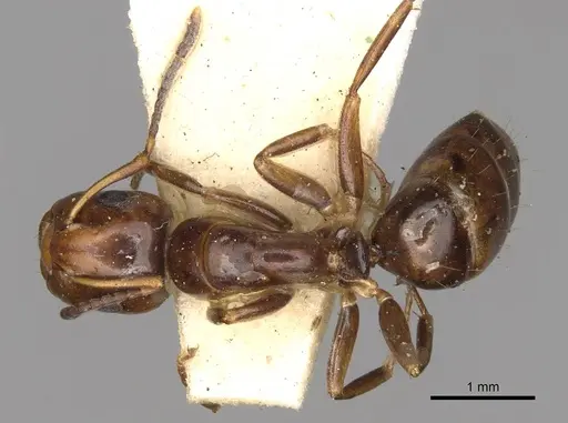 Camponotus moderatus specimen CASENT0906891 image casent0906891_1