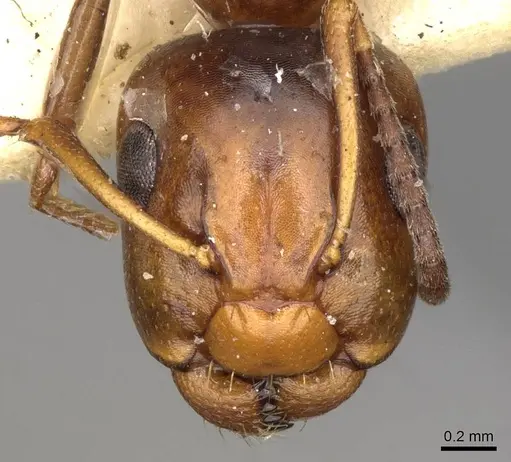 Camponotus moderatus specimen CASENT0906891 image casent0906891_2