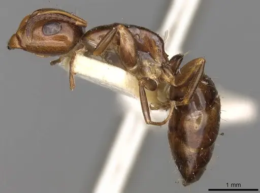 Camponotus moderatus specimen CASENT0906891 image casent0906891_3