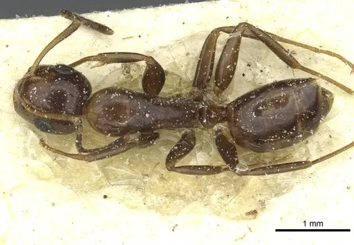 Camponotus moderatus specimen CASENT0911873 image casent0911873_1