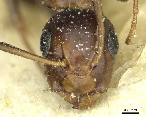 Camponotus moderatus specimen CASENT0911873 image casent0911873_2