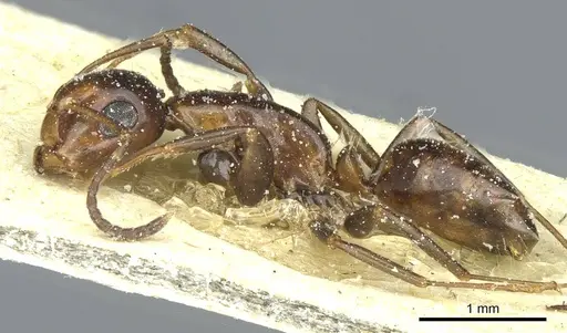 Camponotus moderatus specimen CASENT0911873 image casent0911873_3