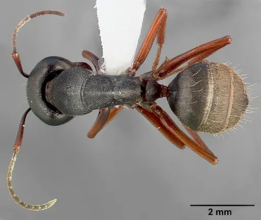 Camponotus modoc specimen CASENT0005347 image casent0005347_1