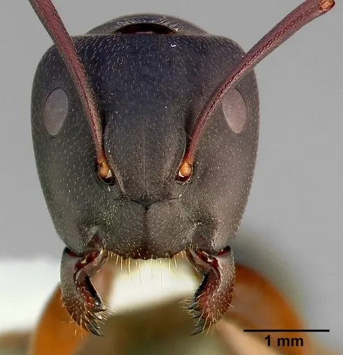 Camponotus modoc specimen CASENT0005347 image casent0005347_2
