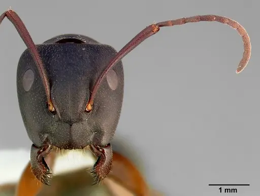 Camponotus modoc specimen CASENT0005347 image casent0005347_3