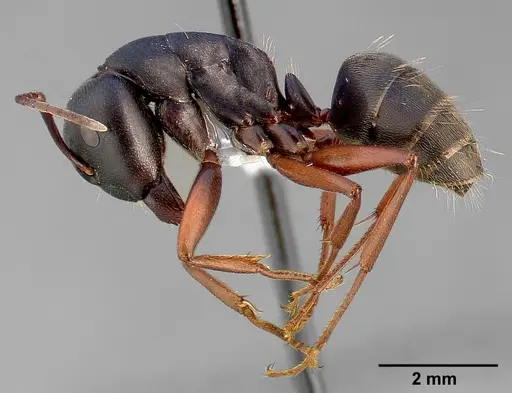 Camponotus modoc specimen CASENT0005347 image casent0005347_4