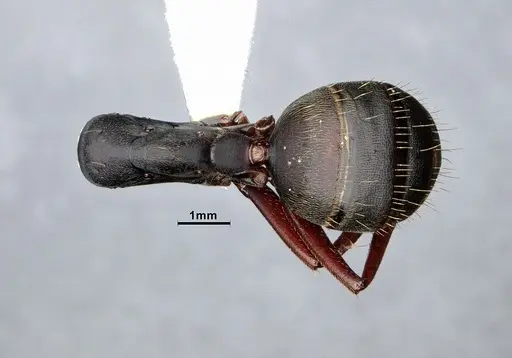 Camponotus modoc specimen CASENT0221062 image casent0221062_1