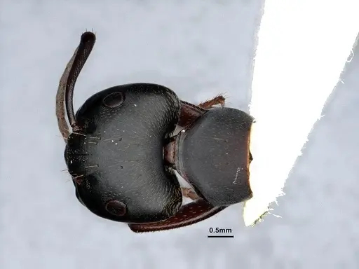 Camponotus modoc specimen CASENT0221062 image casent0221062_2