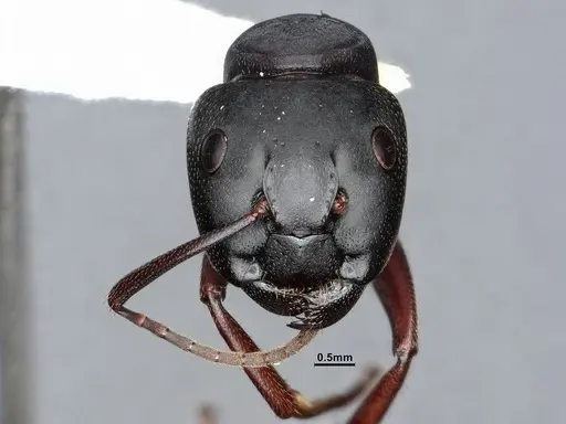 Camponotus modoc specimen CASENT0221062 image casent0221062_3