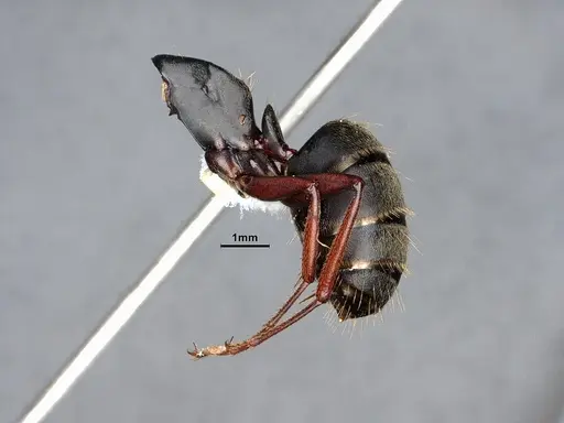 Camponotus modoc specimen CASENT0221062 image casent0221062_4