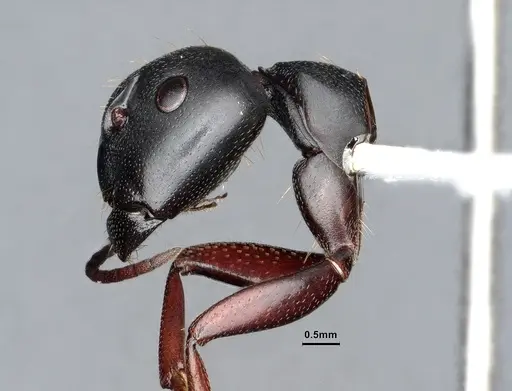 Camponotus modoc specimen CASENT0221062 image casent0221062_5