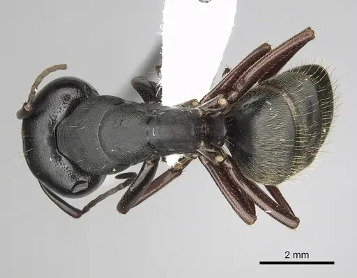 Camponotus modoc specimen CASENT0280014 image casent0280014_1