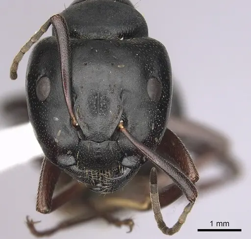 Camponotus modoc specimen CASENT0280014 image casent0280014_2