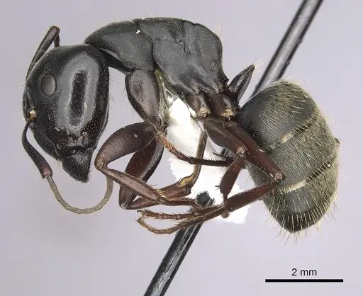 Camponotus modoc specimen CASENT0280014 image casent0280014_3