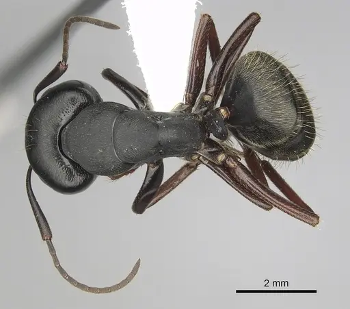 Camponotus modoc specimen CASENT0280015 image casent0280015_1