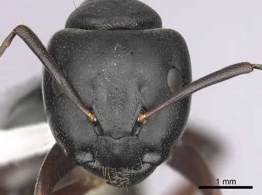 Camponotus modoc specimen CASENT0280015 image casent0280015_2