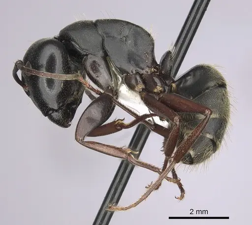 Camponotus modoc specimen CASENT0280015 image casent0280015_3