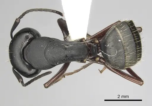 Camponotus modoc specimen CASENT0280016 image casent0280016_1