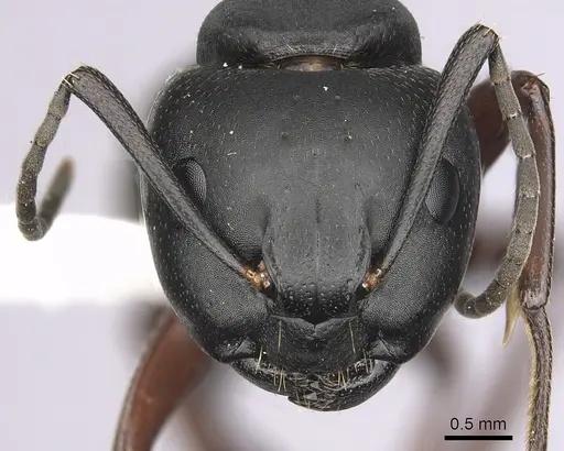 Camponotus modoc specimen CASENT0280016 image casent0280016_2
