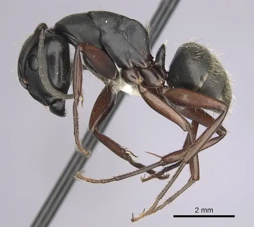 Camponotus modoc specimen CASENT0280016 image casent0280016_3