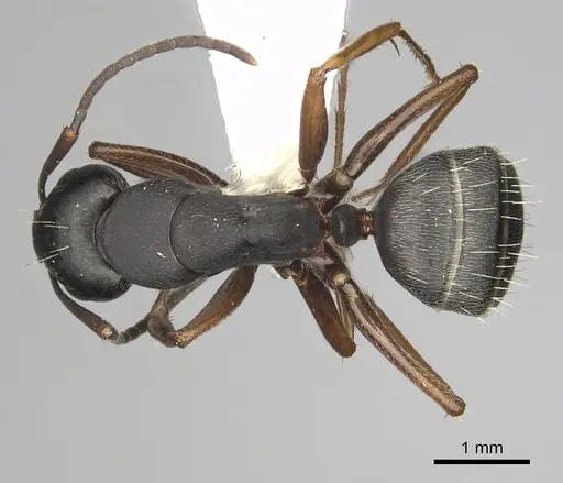 Camponotus modoc specimen CASENT0280017 image casent0280017_1