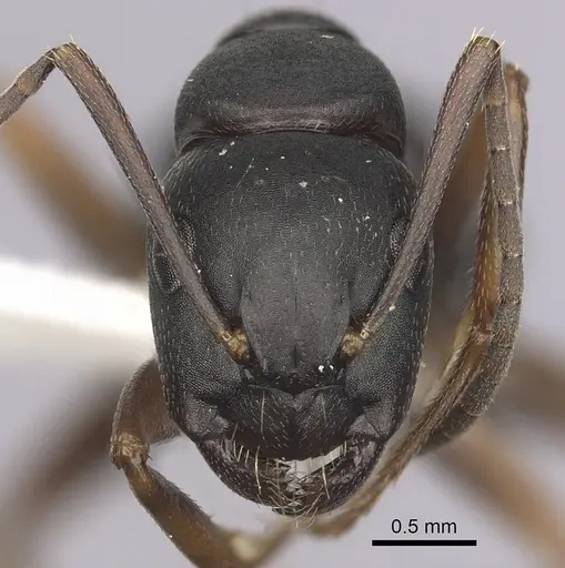 Camponotus modoc specimen CASENT0280017 image casent0280017_2