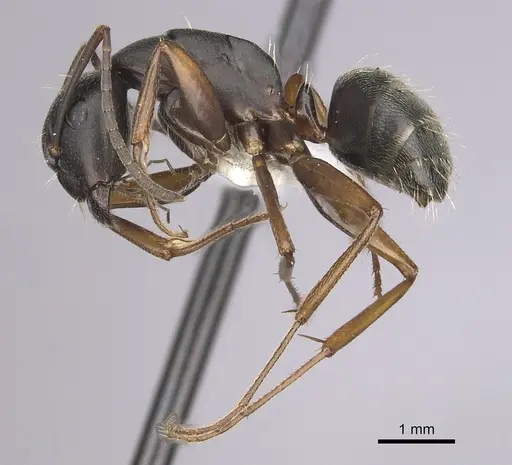 Camponotus modoc specimen CASENT0280017 image casent0280017_3