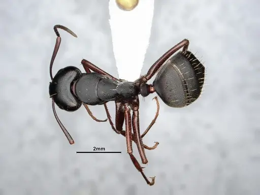 Camponotus modoc specimen CASENT0761079 image casent0761079_1