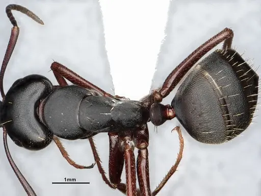 Camponotus modoc specimen CASENT0761079 image casent0761079_2