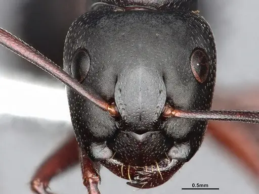 Camponotus modoc specimen CASENT0761079 image casent0761079_3