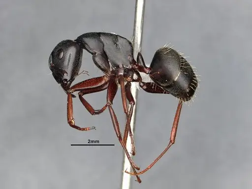 Camponotus modoc specimen CASENT0761079 image casent0761079_4