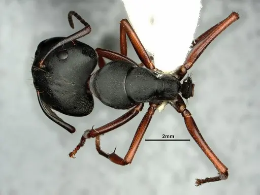 Camponotus modoc specimen CASENT0883447 image casent0883447_1