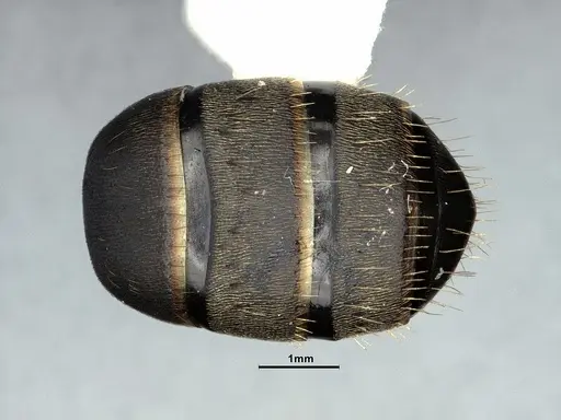 Camponotus modoc specimen CASENT0883447 image casent0883447_2