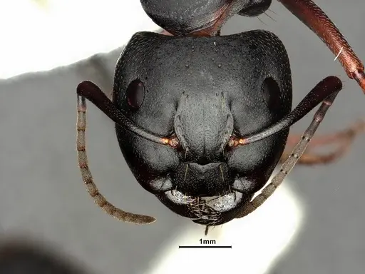 Camponotus modoc specimen CASENT0883447 image casent0883447_3