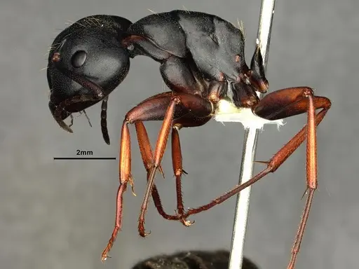 Camponotus modoc specimen CASENT0883447 image casent0883447_4