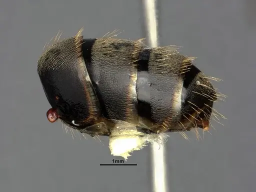 Camponotus modoc specimen CASENT0883447 image casent0883447_5