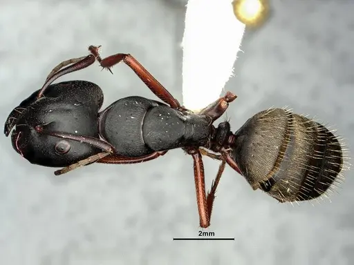 Camponotus modoc specimen CASENT0883448 image casent0883448_1