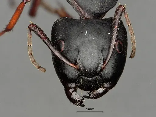 Camponotus modoc specimen CASENT0883448 image casent0883448_2