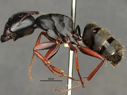Camponotus modoc specimen CASENT0883448 image casent0883448_3