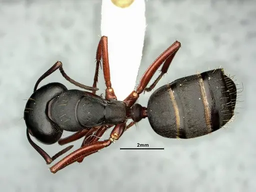 Camponotus modoc specimen CASENT0884101 image casent0884101_1