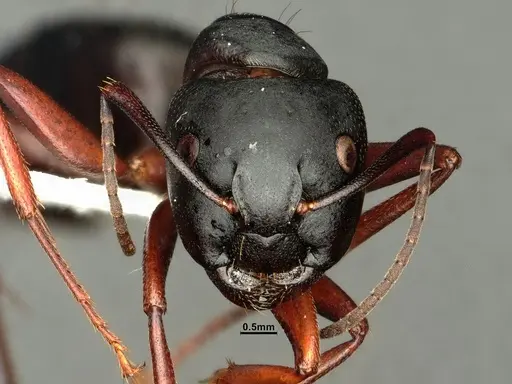 Camponotus modoc specimen CASENT0884101 image casent0884101_2