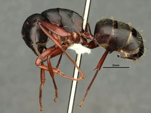 Camponotus modoc specimen CASENT0884101 image casent0884101_3