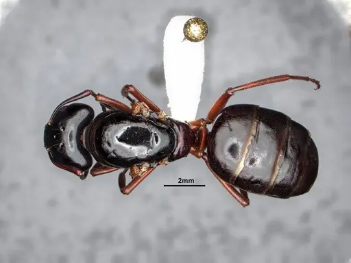 Camponotus modoc specimen CASENT0884433 image casent0884433_1