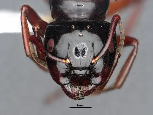 Camponotus modoc specimen CASENT0884433 image casent0884433_2