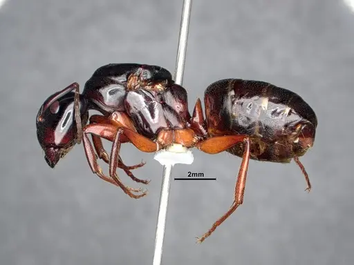 Camponotus modoc specimen CASENT0884433 image casent0884433_3