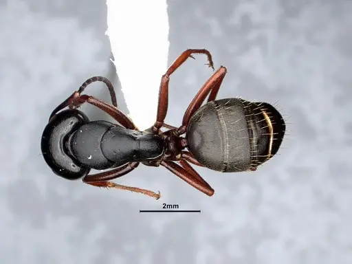 Camponotus modoc specimen CASENT0884435 image casent0884435_1