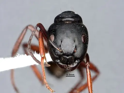 Camponotus modoc specimen CASENT0884435 image casent0884435_2